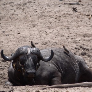 Cape Buffalo - Tanzania