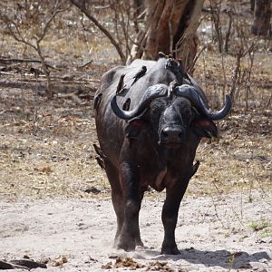 Cape Buffalo - Tanzania