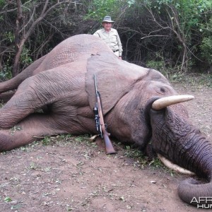 Elephant Zimbabwe