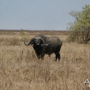 Buffalo Tanzania