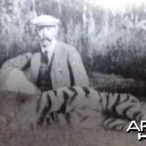 Hunting Tiger