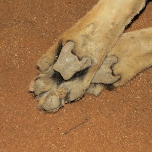 Cheetah front paws