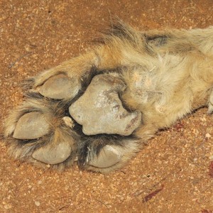 Cheetah front paw