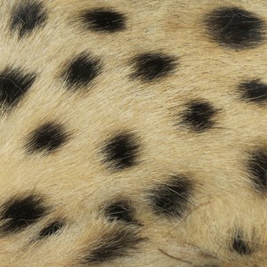 Cheetah fur