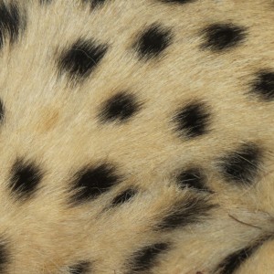 Cheetah fur