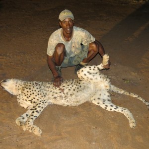 Cheetah genitals