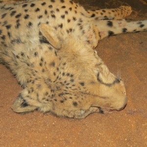 Cheetah head