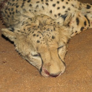 Cheetah head