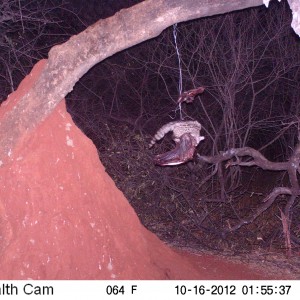 Genet Cat