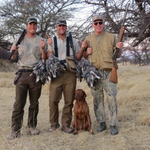 Wingshooting Dove in Namibia