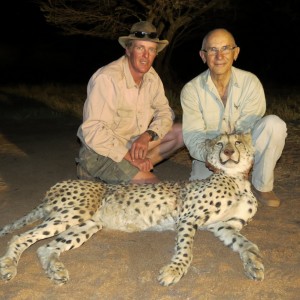 Hunting Cheetah in Namibia