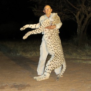 Hunting Cheetah in Namibia