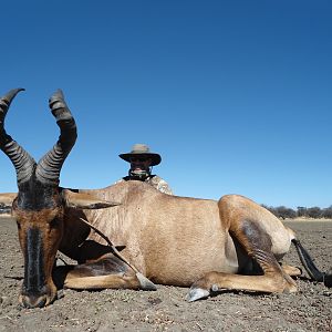 Hunting Red Hartebeest in Namibia