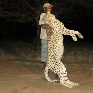 Hunting Cheetah in Namibia