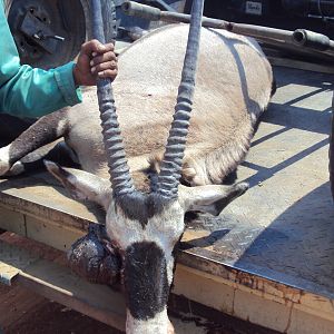 Gemsbok with huge growth on its' face