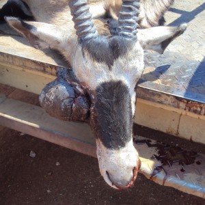 Gemsbok with huge growth on its' face