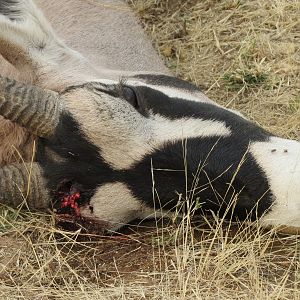 Gemsbok that died fighting!