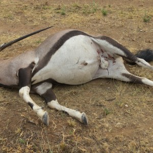 Gemsbok that died fighting!