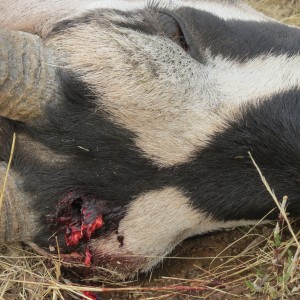 Gemsbok that died fighting!