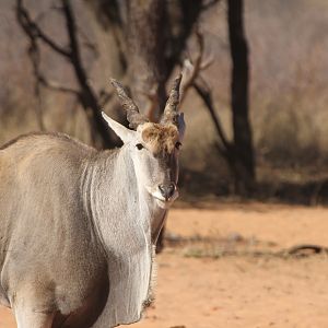 Cape Eland at Waterberg National Park