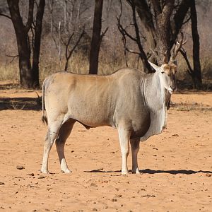 Cape Eland at Waterberg National Park