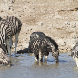 Etosha National Park