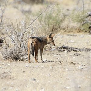 Jackal at Etosha National Park