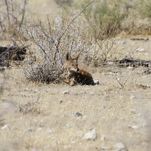 Jackal at Etosha National Park