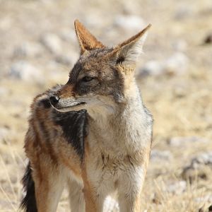 Jackal at Etosha National Park