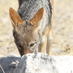 Jackal at Etosha National Park