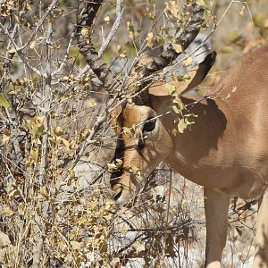 Black-Faced Impala at Etosha National Park