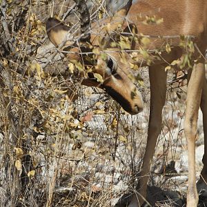 Black-Faced Impala at Etosha National Park