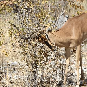 Black-Faced Impala at Etosha National Park