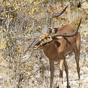 Black-Faced Impala at Etosha National Park