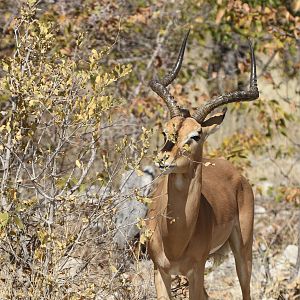 Black-Faced Impala at Etosha National Park