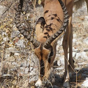 Black-Faced Impala at Etosha National Park