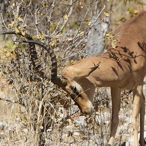 Black-Faced Impala at Etosha National Park