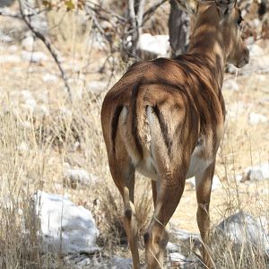 Black-Faced Impala at Etosha National Park