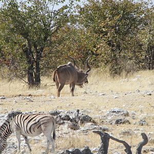 Greater Kudu at Etosha National Park