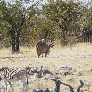 Greater Kudu at Etosha National Park