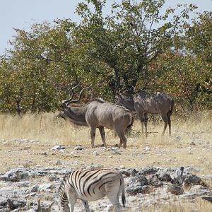 Greater Kudu at Etosha National Park