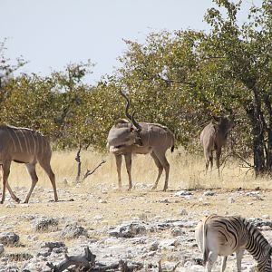 Greater Kudu at Etosha National Park