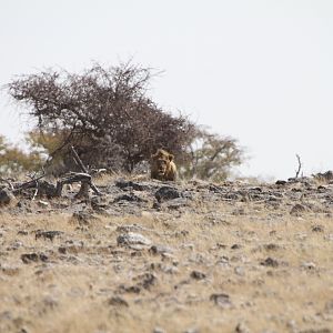 Lion at Etosha National Park