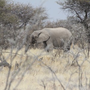 Elephant at Etosha National Park