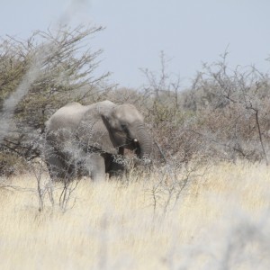 Elephant at Etosha National Park