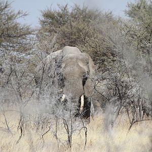 Elephant at Etosha National Park