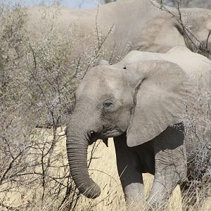 Elephant at Etosha National Park