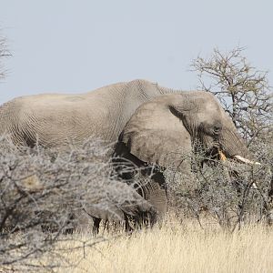 Elephant at Etosha National Park