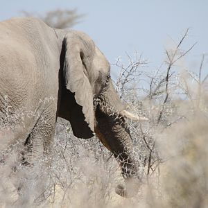 Elephant at Etosha National Park