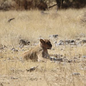 Lion at Etosha National Park